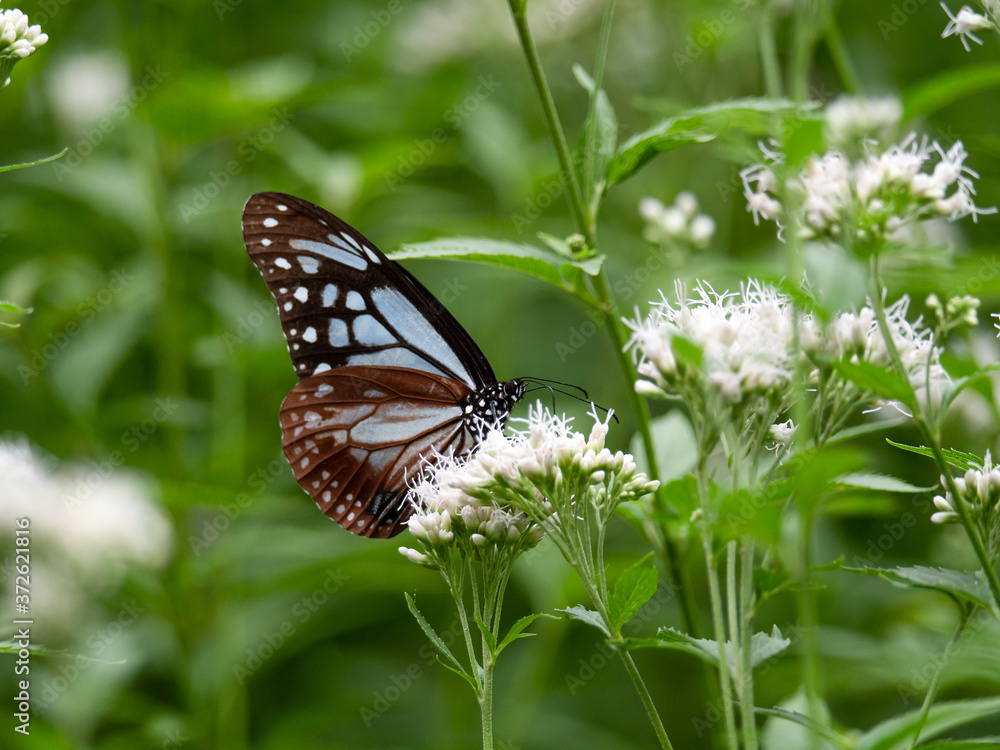 Obraz premium アサギマダラ（横）9
