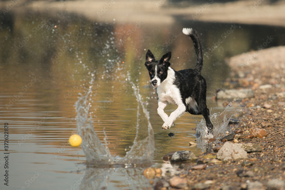isolated black and white border collie dog running after a yellow ball on the beach isolated black and white border collie dog running after a yellow ball on the beach