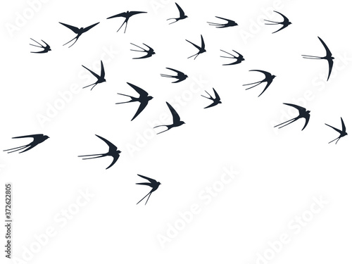 Flying swallow birds silhouettes vector illustration. Migratory martlets bevy isolated on white. 