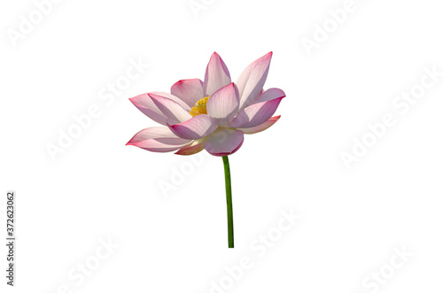 Lotus flower isolated on white background