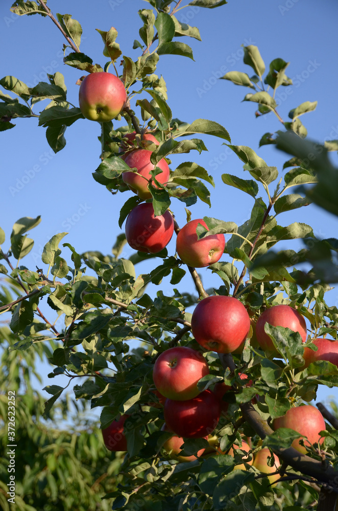 Apple branch with red apples on a sky background, Harvest time concept.