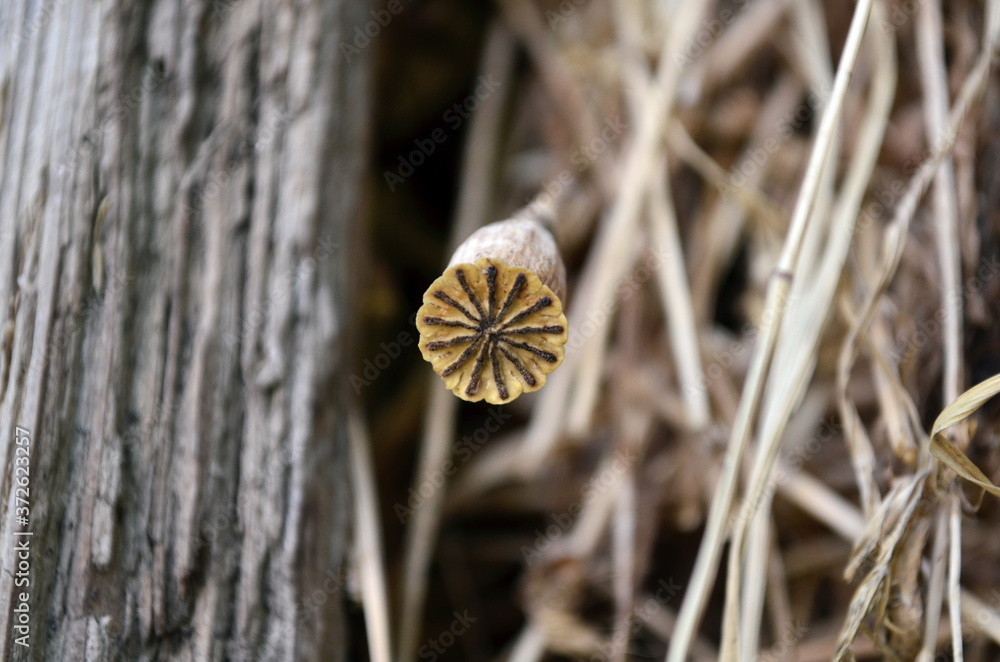 dried poppy bud in hay