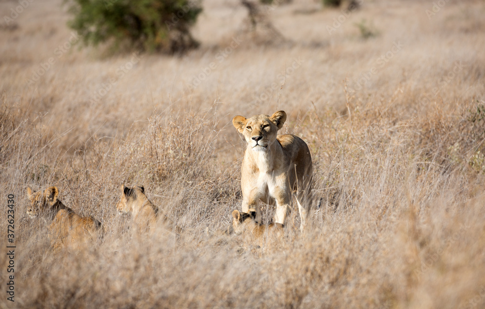 A Lion with cubs out in the early morning sunshine. Kenya.
A Lion with cubs out in the early morning sunshine. Kenya.