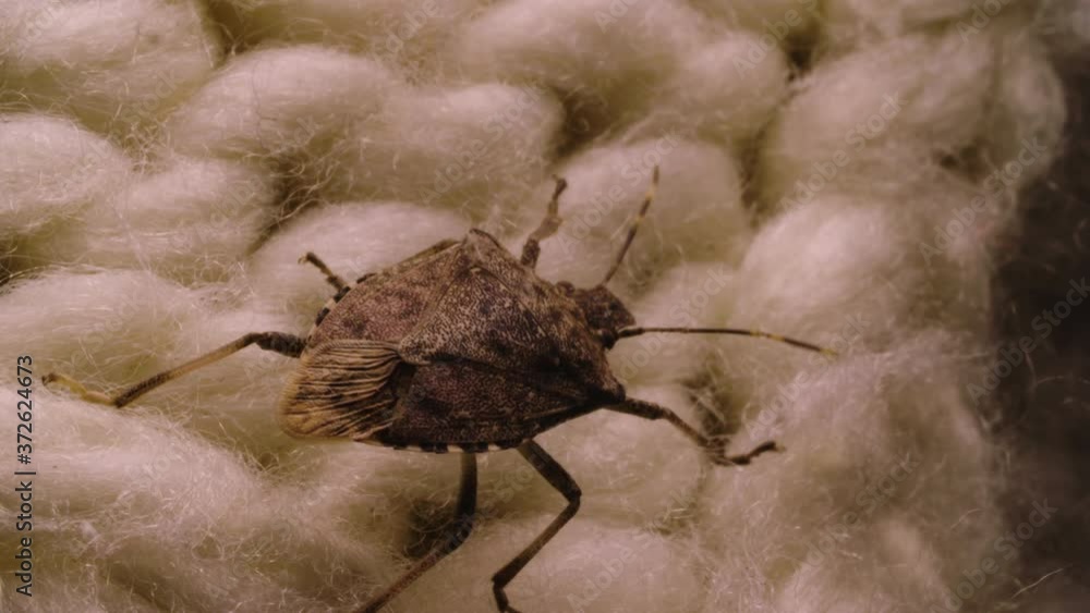 Dark to light transition reveal stink bug crawling on bed sheet at night