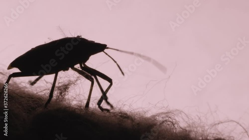 Macro CU: Silhouetted Marmorated stinkbug crawls along fabric comforter indoors photo