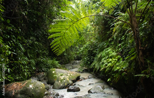 Stream in lush tropical jungle - Pampanga , Luzon, Philippines photo