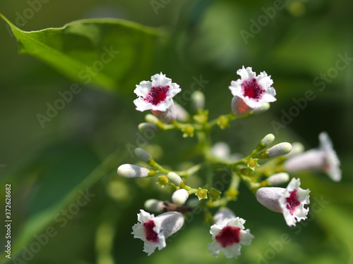 ヘクソカズラの花のアップ