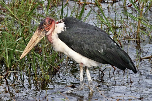 Marabou Stork / Leptoptilus crumeniferus /. Akagera National Park. Rwanda. Africa.
 photo