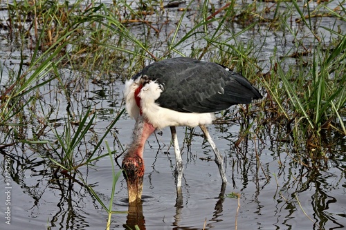 Marabou Stork / Leptoptilus crumeniferus /. Akagera National Park. Rwanda. Africa.
 photo