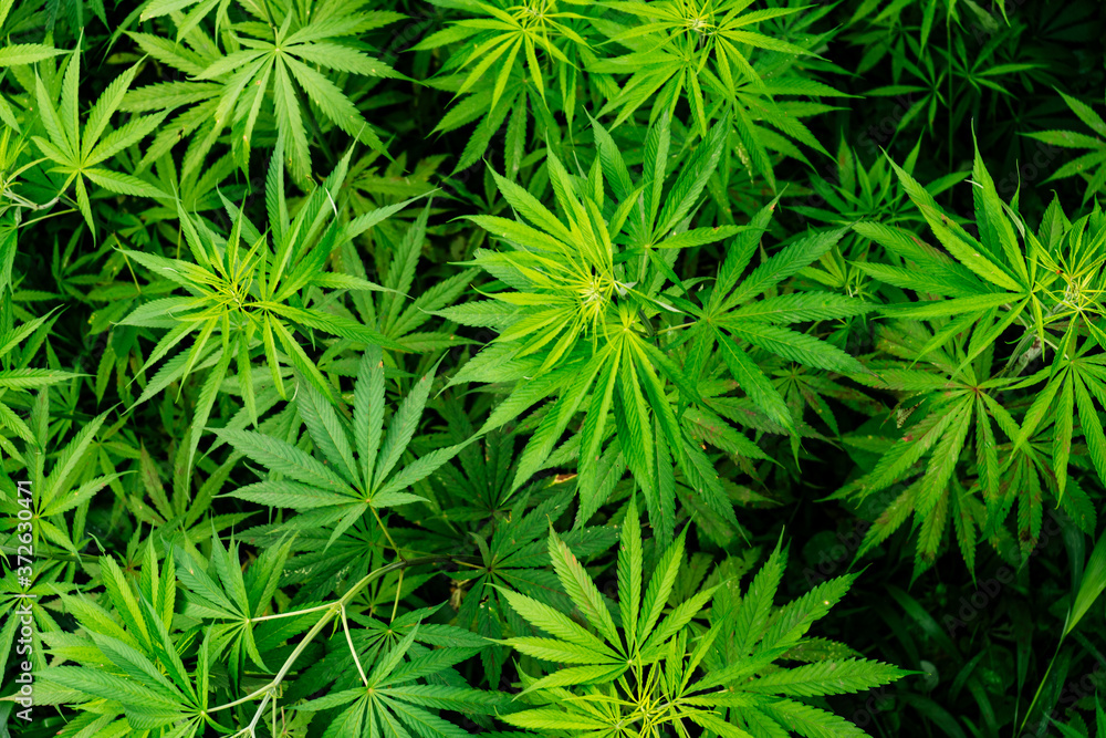 Top view of the green weed plants. Weed and green background. Top view of the green weed plants. Weed and green background.