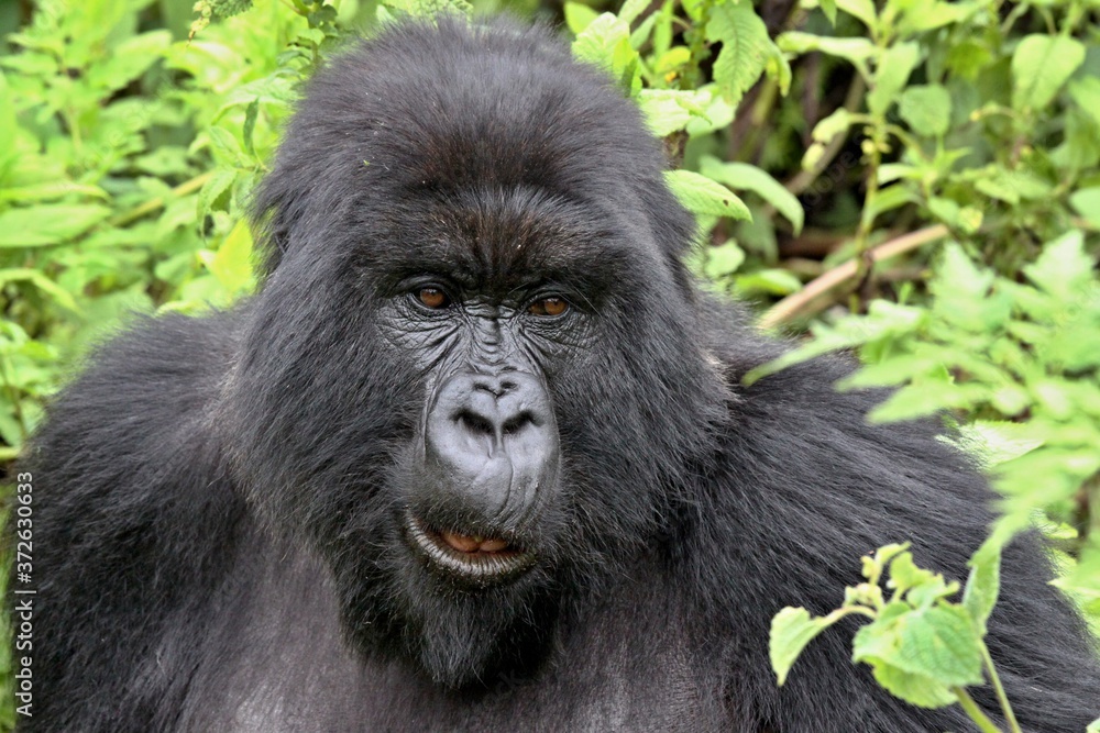 Fototapeta premium Mountain Gorilla / Gorilla beringei beringei /. Susa Group. Volcanoes National Park. Rwanda. Africa.