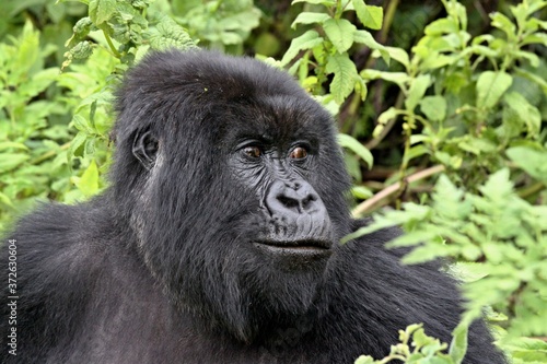Mountain Gorilla / Gorilla beringei beringei /. Susa Group. Volcanoes National Park. Rwanda. Africa. © Rostislav