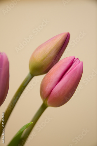 tulip from garden