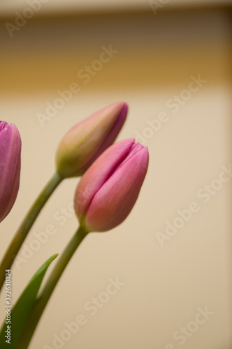 tulip from garden