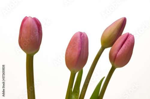 tulip from garden