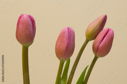 tulip from garden