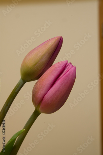 tulip from garden