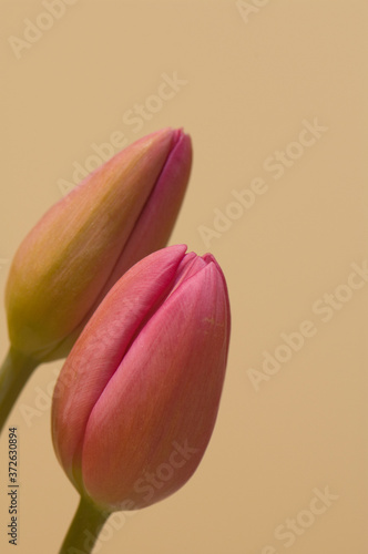 tulip from garden