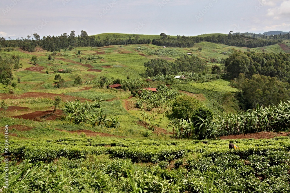 View of scenic landscape and field near Gisakura city. Rwanda. Africa.