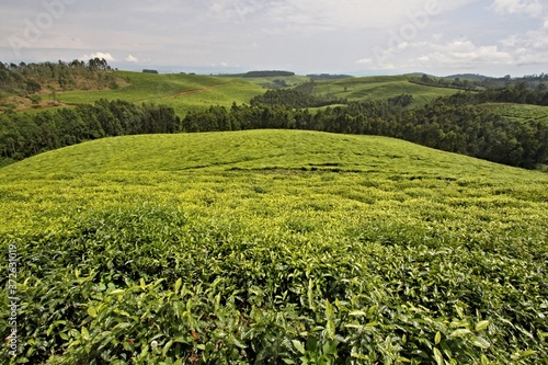 Tea plantation near Gisakura city. Rwanda. Africa.