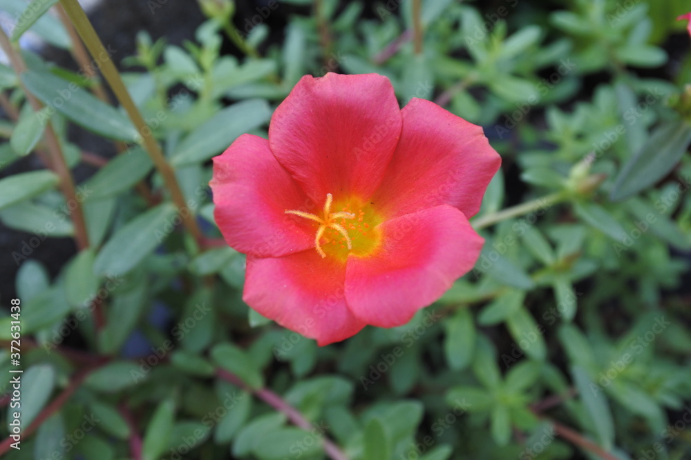 Naklejka premium red and yellow flower