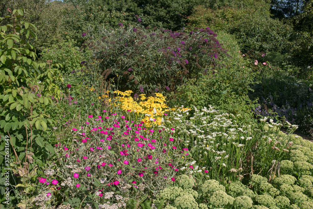 Colourful Summer Flowering Herbaceous Border of Rose Campion, Rudbeckia Daisies, Statice, Buddleja and Ice Plant Growing in a Herbaceous Border in a Country Cottage Garden in Rural Devon, England, UK