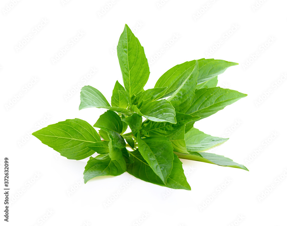 Sweet basil leaves on white background Sweet basil leaves on white background