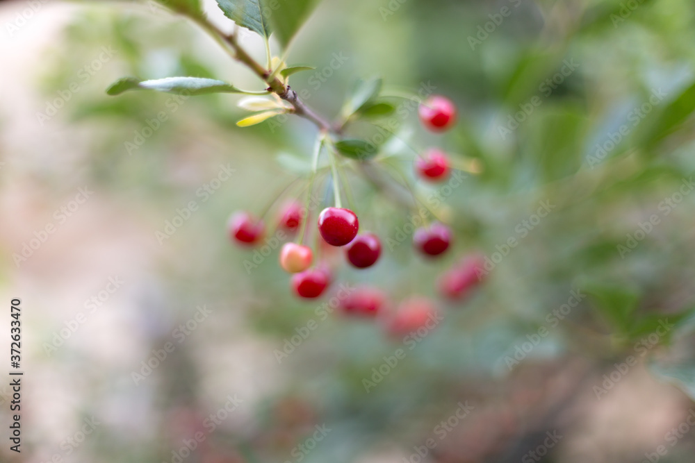 fresh cherries hanging on the tree fresh cherries hanging on the tree