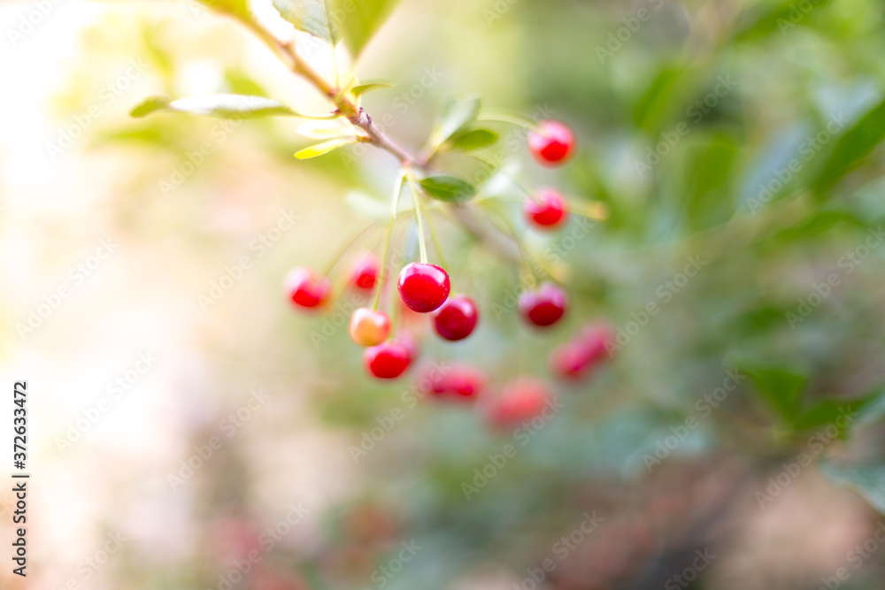 Obraz premium fresh cherries hanging on the tree