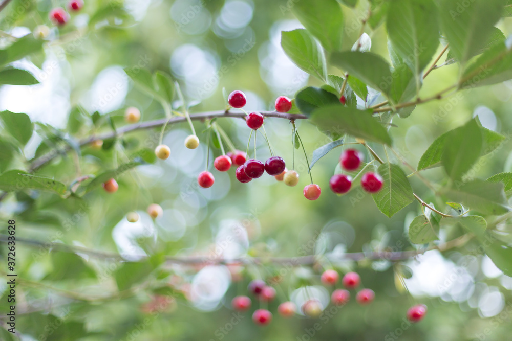 fresh cherries hanging on the tree fresh cherries hanging on the tree