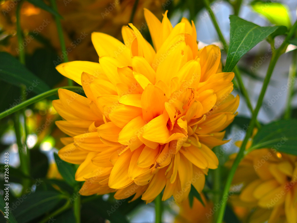 Fototapeta premium flowers rudbeckia laciniata - named golden ball in August