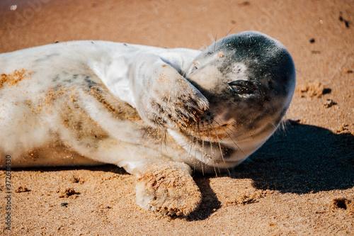 Fototapeta Naklejka Na Ścianę i Meble -  Baby seal