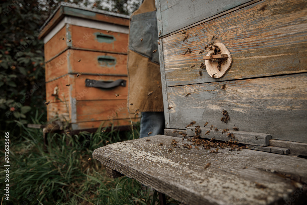 Close up of flying bees. Wooden beehive and bees Close up of flying bees. Wooden beehive and bees