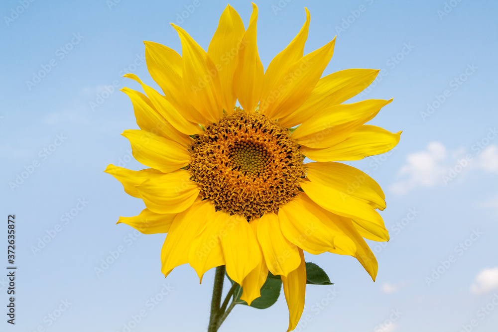 Sunflower in the wind against the sky on a bright sunny day Sunflower in the wind against the sky on a bright sunny day
