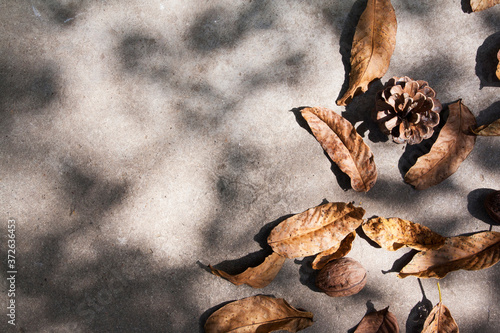 Top view of autumn leaves and cones on concrete with shadow. Autumn layout with copy space
