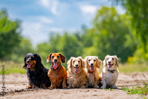 Young dogs are posing. Cute doggies or pets are looking happy on nature background.