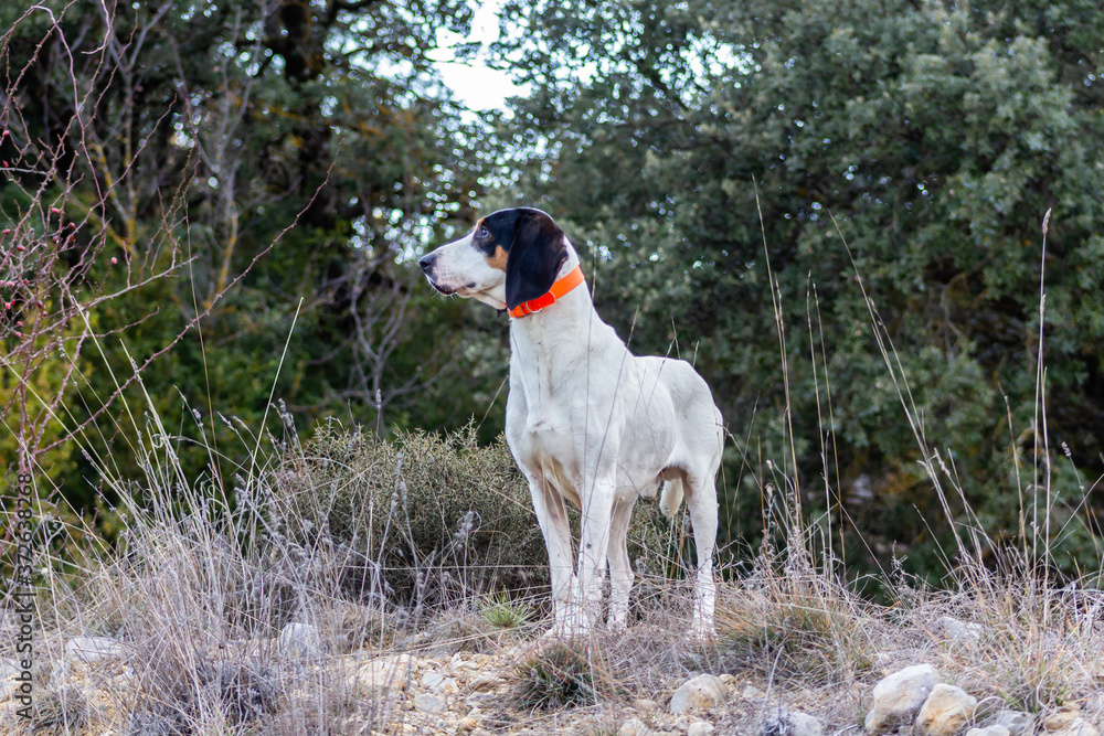 View of a hunting dog in profile on the mountain
View of a hunting dog in profile on the mountain