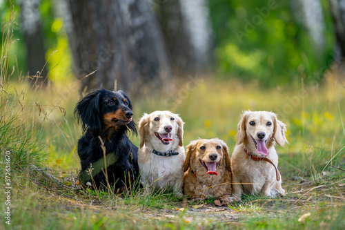 Dogs are sitting on grass. Blurred background. Cute pets in garden.
