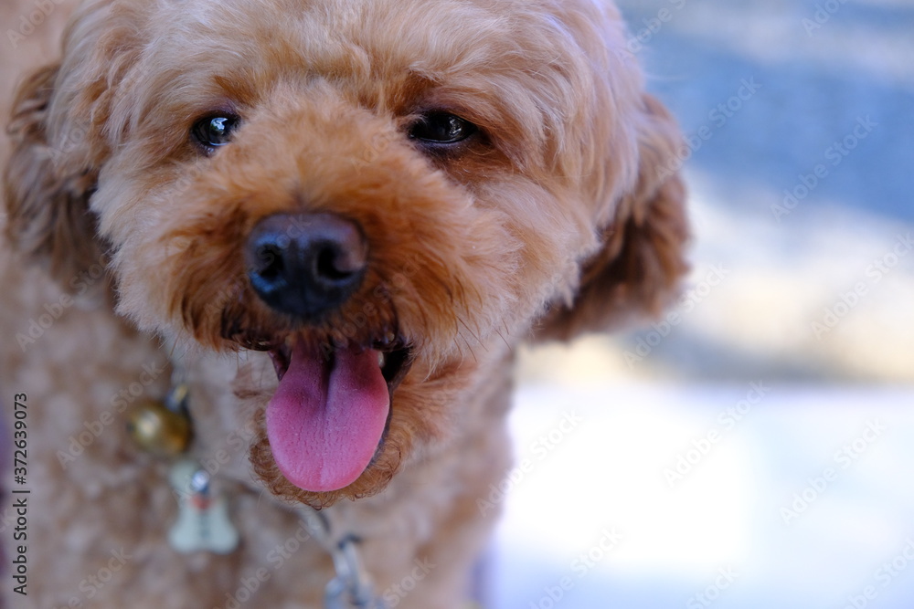 Fototapeta premium 愛犬2