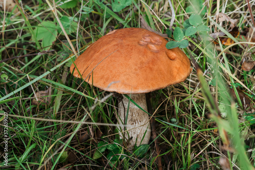 orange-cap boletus with an orange hat in summer