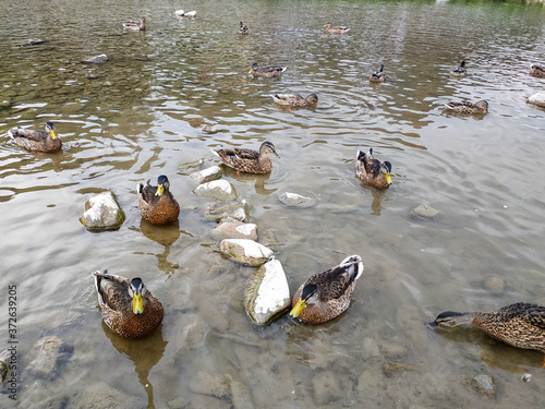 family of ducks