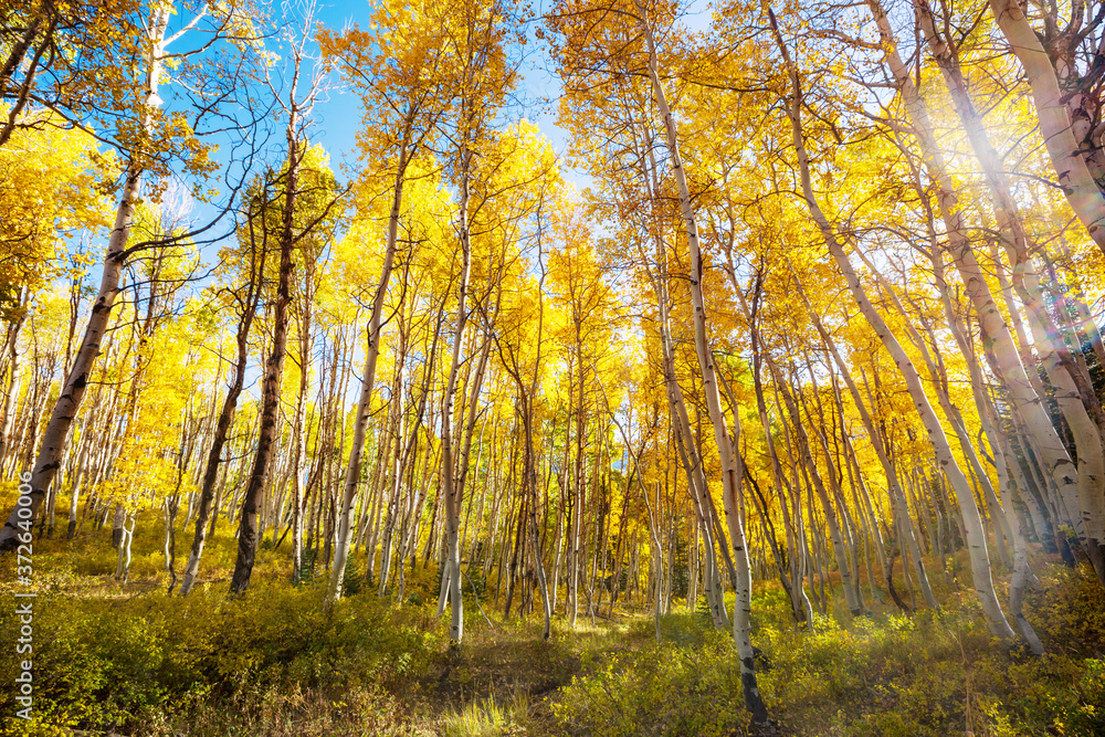 Fototapeta premium Autumn forest