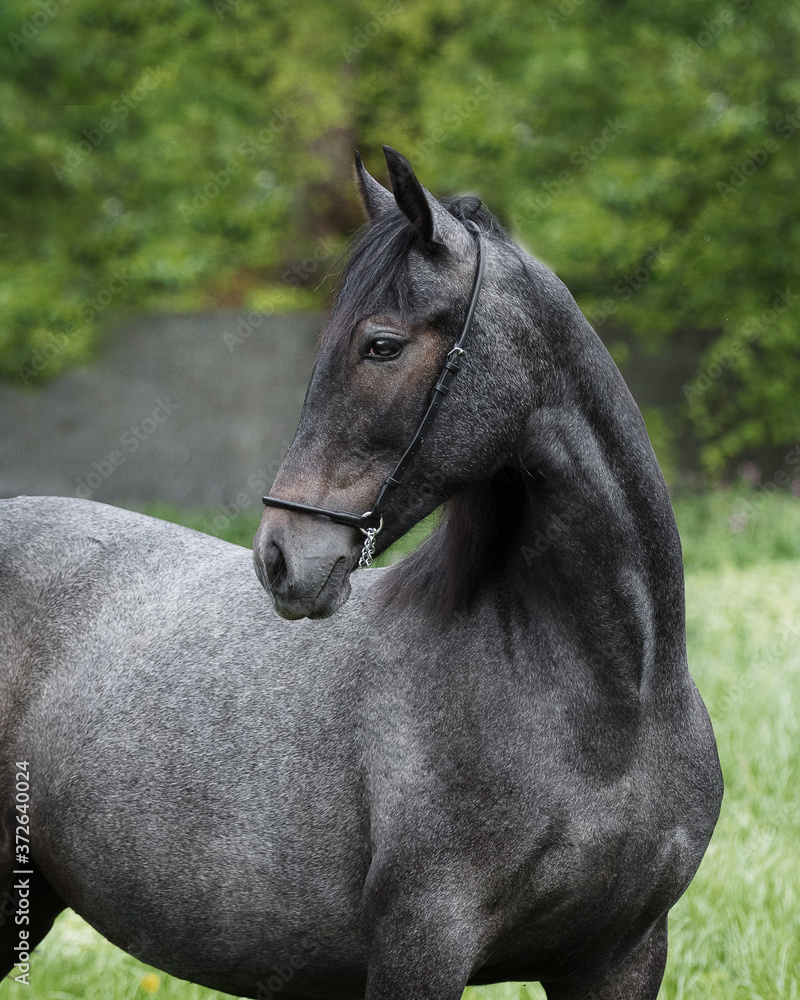Obraz premium Portrait of a beautiful dark gray horse looks back on natural green summer background, head closeup