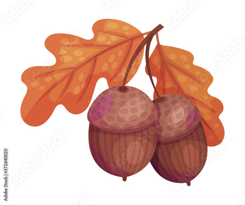 Oak Branch with Leaves and Acorns as Thanksgiving Day Attribute Vector Illustration