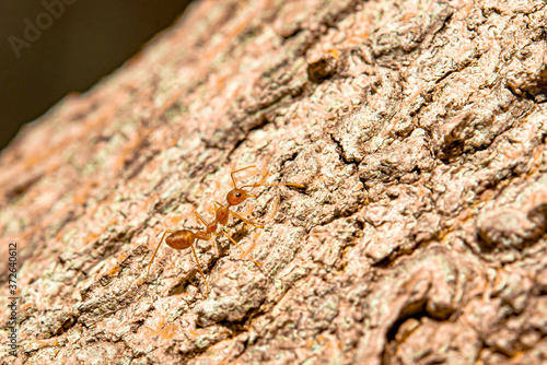 Ants are insects that live together in large groups.