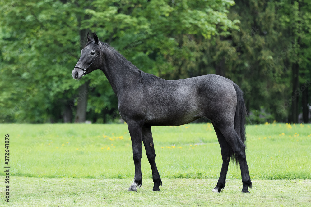 Obraz premium Dark gray horse stands on natural summer background, profile side view, exterior