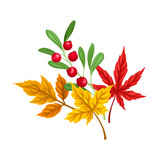Bright Foliage with Cranberry Twig as Thanksgiving Autumnal Holiday Vector Composition