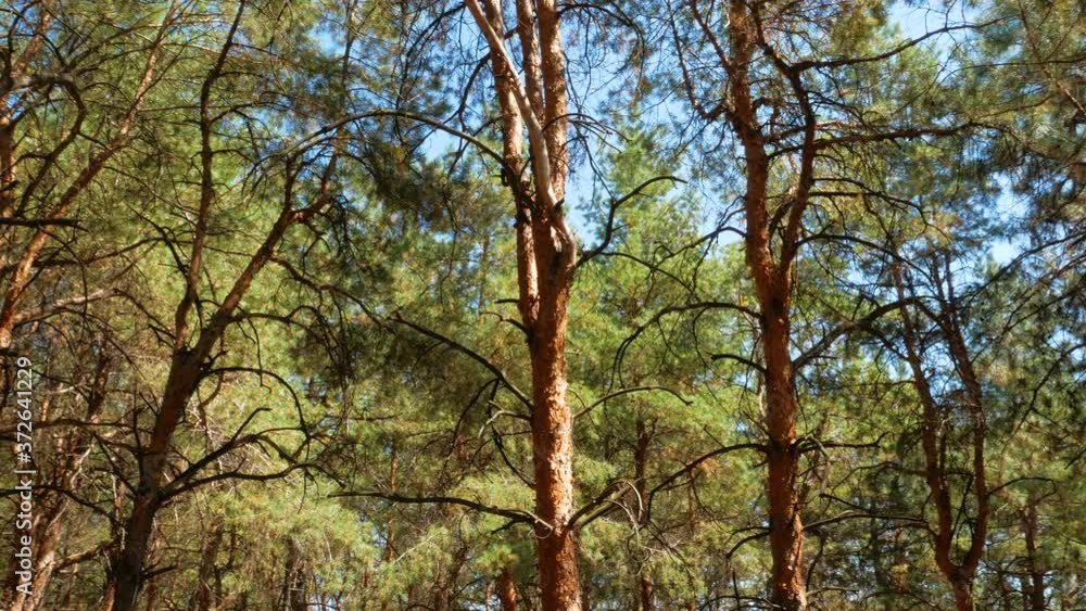 Rotate and looking up shot on pine tree wood, POV view. Beautiful daylight sunrays through top of trees, sun shines through conifer branches. Tranquil background 4K. Walking in evergreen spruce forest Rotate and looking up shot on pine tree wood, POV view. Beautiful daylight sunrays through top of trees, sun shines through conifer branches. Tranquil background 4K. Walking in evergreen spruce forest