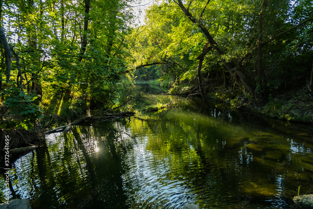 morning in green forest by the river morning in green forest by the river