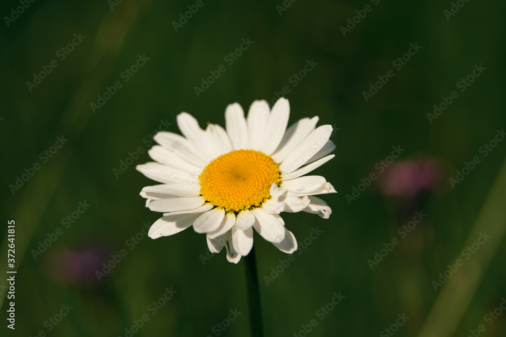 Beautiful white daisy flower during bright sunny day. Beautiful white daisy flower during bright sunny day.